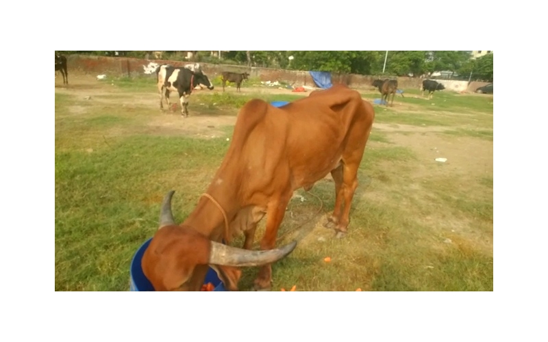 Gaumata Rear maggots wound Gaumata Rear maggots wound