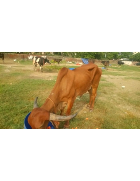 Gaumata Rear maggots wound