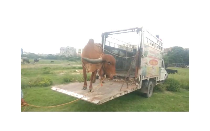 Gaumata Rear maggots wound Gaumata Rear maggots wound