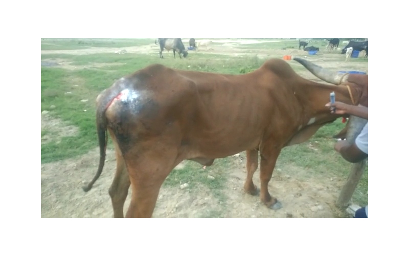 Gaumata Rear maggots wound Gaumata Rear maggots wound