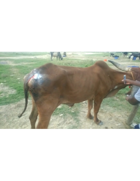 Gaumata Rear maggots wound