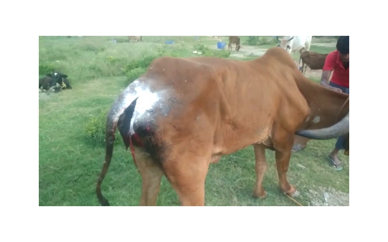 Gaumata Rear maggots wound Gaumata Rear maggots wound