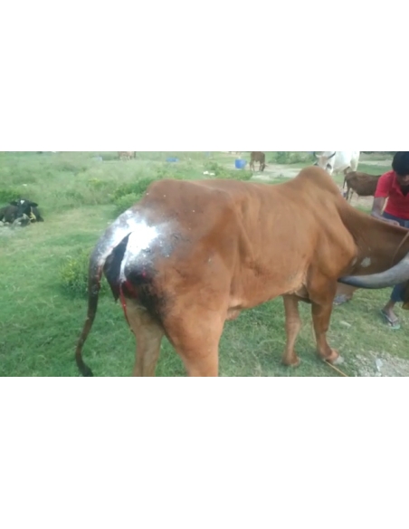 Gaumata Rear maggots wound