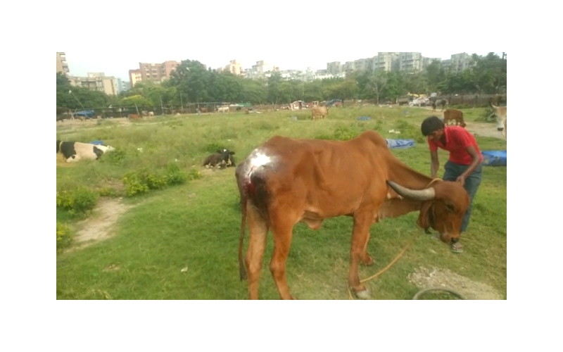 Gaumata Rear maggots wound Gaumata Rear maggots wound