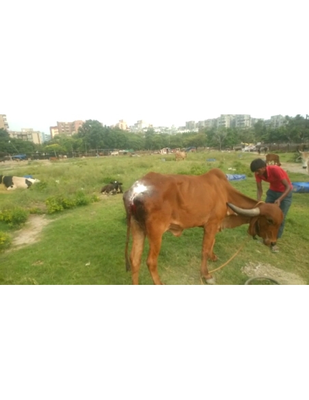 Gaumata Rear maggots wound