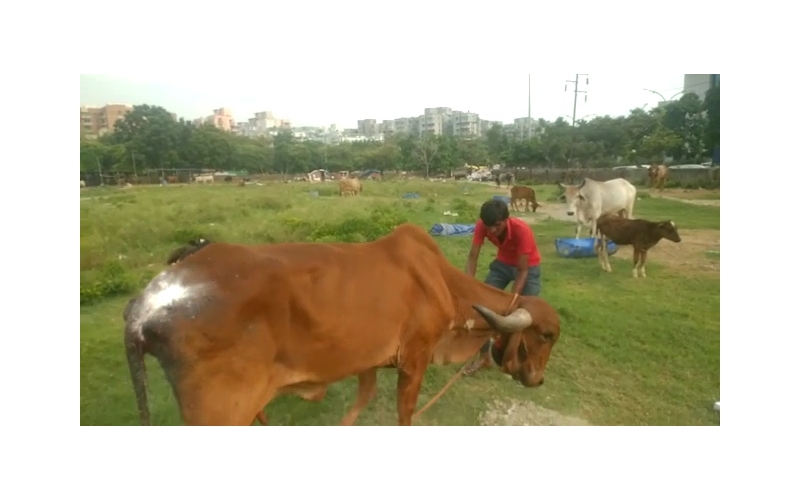 Gaumata Rear maggots wound Gaumata Rear maggots wound