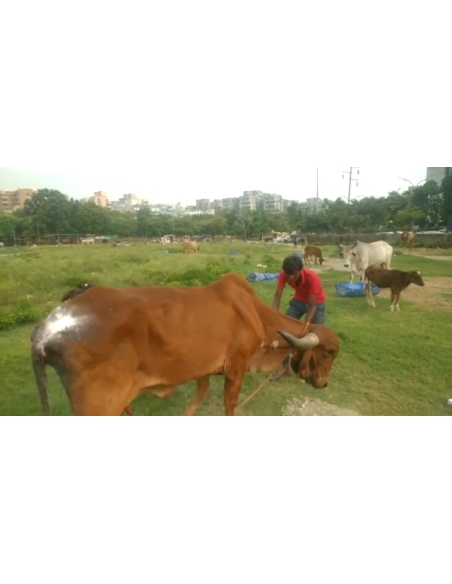 Gaumata Rear maggots wound