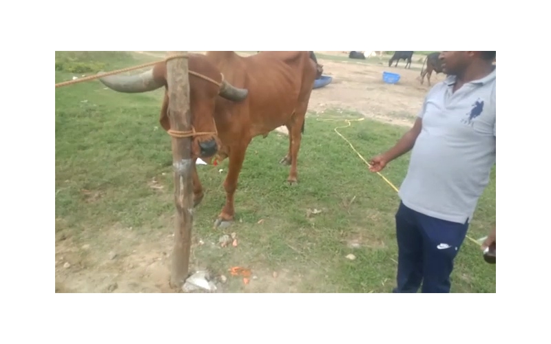 Gaumata Rear maggots wound Gaumata Rear maggots wound