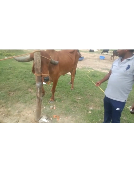 Gaumata Rear maggots wound