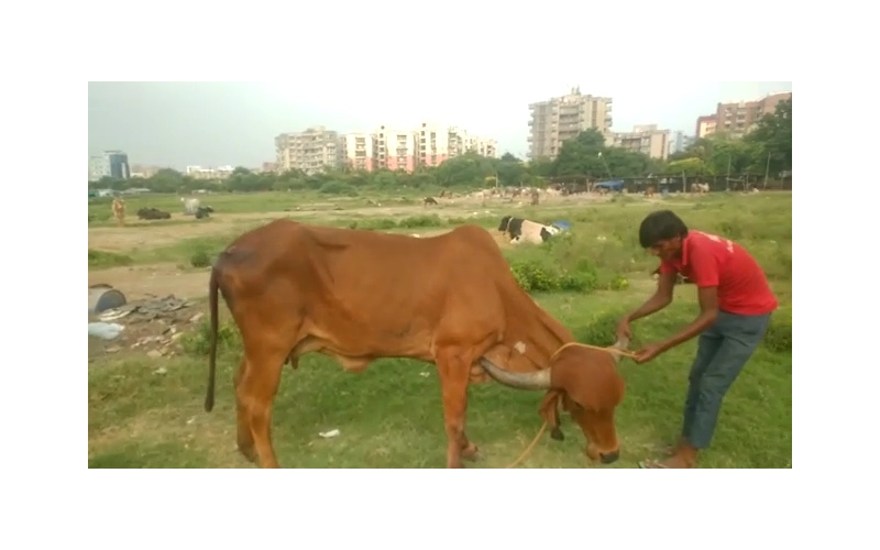 Gaumata Rear maggots wound Gaumata Rear maggots wound