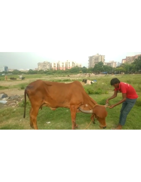 Gaumata Rear maggots wound