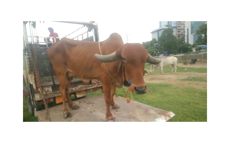 Gaumata Rear maggots wound Gaumata Rear maggots wound