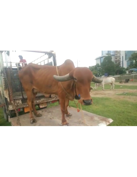 Gaumata Rear maggots wound