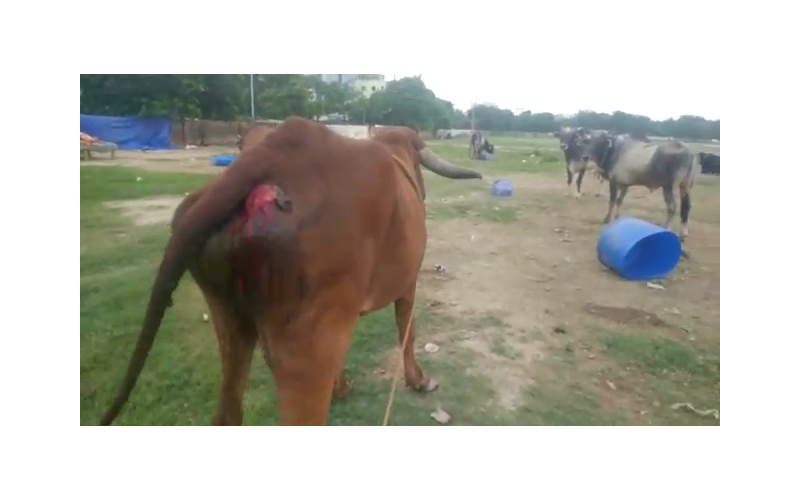 Gaumata Rear maggots wound Gaumata Rear maggots wound