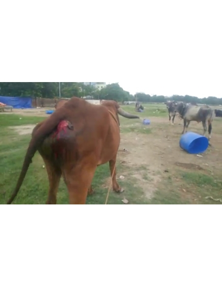 Gaumata Rear maggots wound