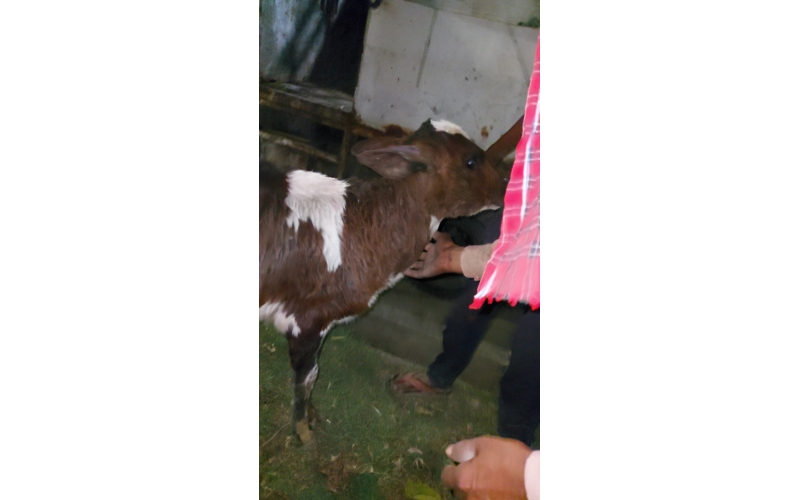 Orphaned newborn gaumata baby  fell... Orphaned newborn gaumata baby  fell...