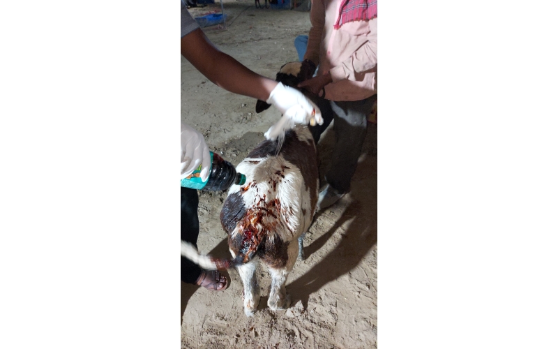 Orphaned newborn gaumata baby  fell... Orphaned newborn gaumata baby  fell...