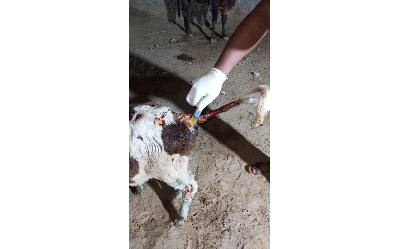 Orphaned newborn gaumata baby  fell... Orphaned newborn gaumata baby  fell...