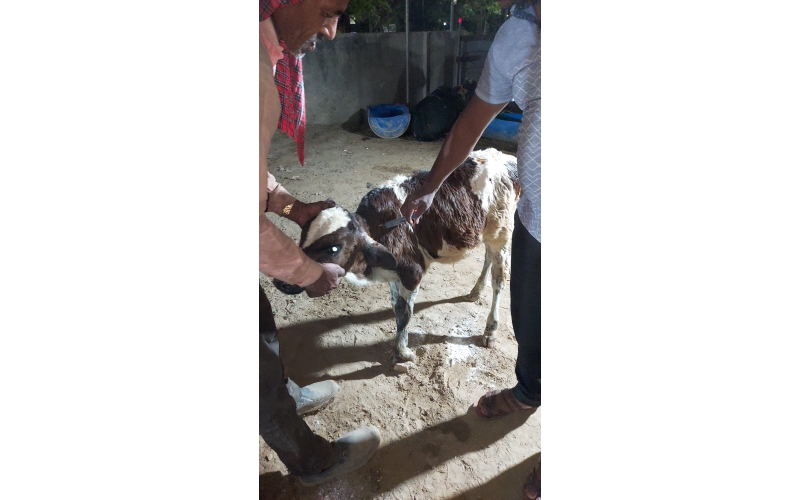 Orphaned newborn gaumata baby  fell... Orphaned newborn gaumata baby  fell...