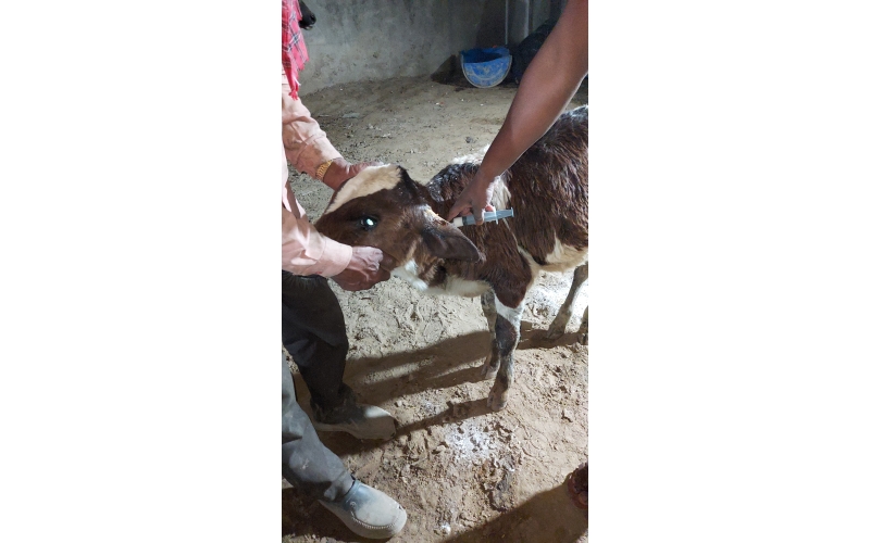Orphaned newborn gaumata baby  fell... Orphaned newborn gaumata baby  fell...