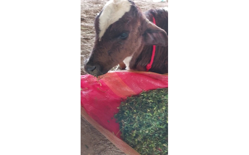 Orphaned newborn gaumata baby  fell... Orphaned newborn gaumata baby  fell...