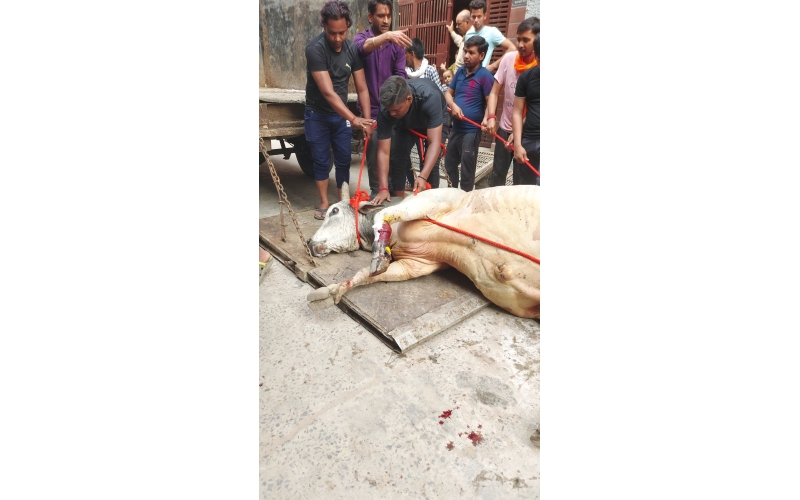 Mahadev Nandi baba- fractured leg ,... Mahadev Nandi baba- fractured leg ,...