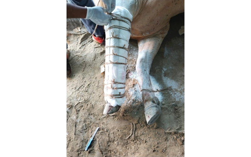 Mahadev Nandi baba- fractured leg ,... Mahadev Nandi baba- fractured leg ,...