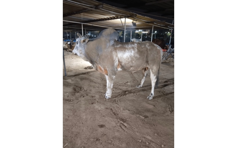 Mahadev Nandi baba- fractured leg ,... Mahadev Nandi baba- fractured leg ,...