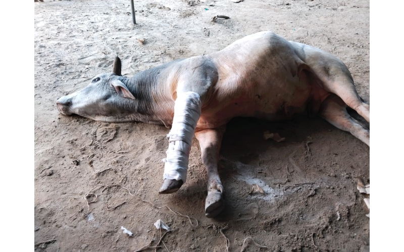 Mahadev Nandi baba- fractured leg ,... Mahadev Nandi baba- fractured leg ,...
