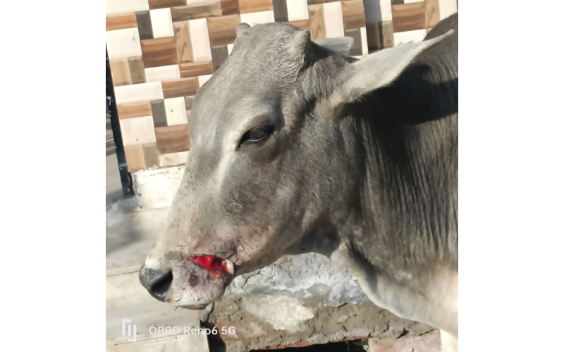 Gaumata/Cow baby face injured