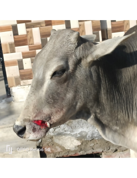 Gaumata/Cow baby face injured