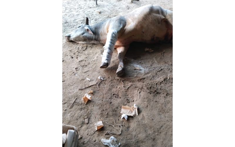 Mahadev Nandi baba- fractured leg ,... Mahadev Nandi baba- fractured leg ,...