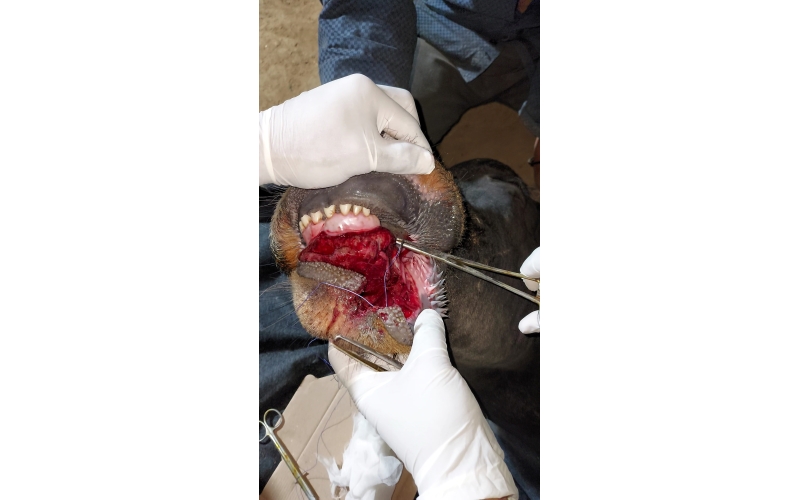 Gaumata baby - Mouth injured 100% ,... Gaumata baby - Mouth injured 100% ,...