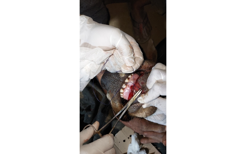 Gaumata baby - Mouth injured 100% ,... Gaumata baby - Mouth injured 100% ,...
