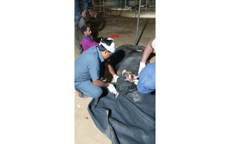 Gaumata baby - Mouth injured 100% ,... Gaumata baby - Mouth injured 100% ,...