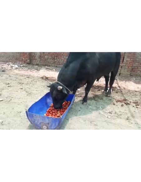 Nandi baba mouth maggots wounds