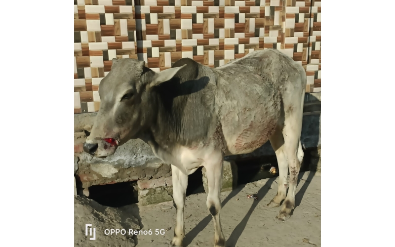 Gaumata/Cow baby face injured Gaumata/Cow baby face injured