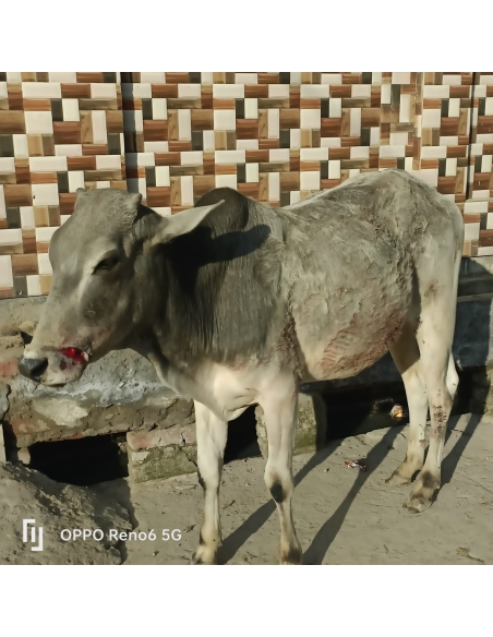 Gaumata/Cow baby face injured