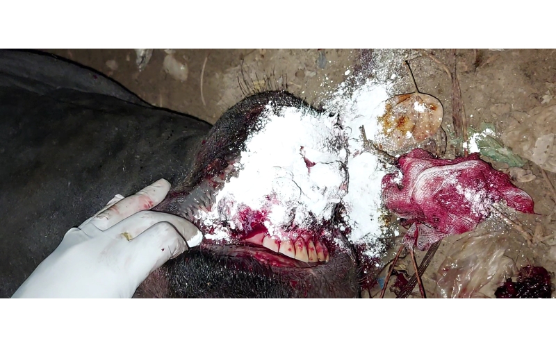 Nandi baba mouth maggots wounds Nandi baba mouth maggots wounds