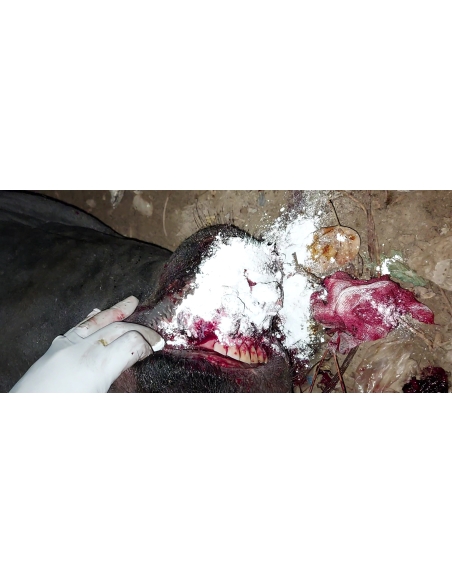 Nandi baba mouth maggots wounds