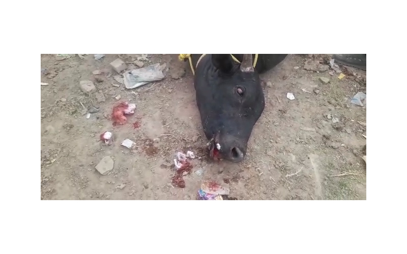 Nandi baba mouth maggots wounds Nandi baba mouth maggots wounds