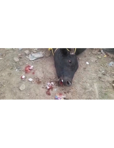 Nandi baba mouth maggots wounds