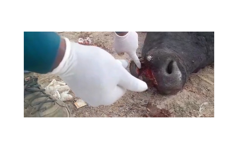 Nandi baba mouth maggots wounds Nandi baba mouth maggots wounds