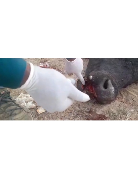 Nandi baba mouth maggots wounds