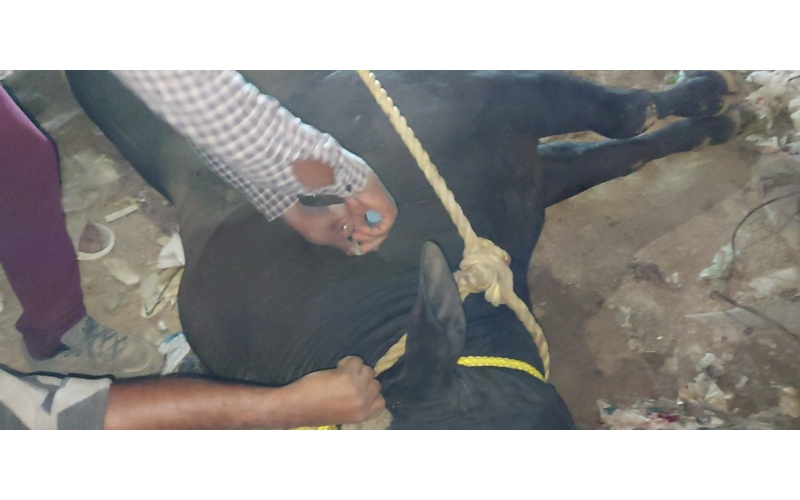 Nandi baba mouth maggots wounds Nandi baba mouth maggots wounds