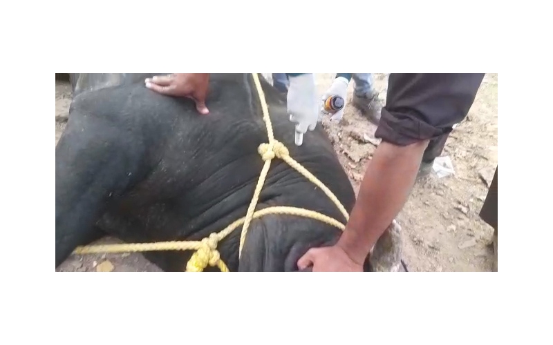 Nandi baba mouth maggots wounds Nandi baba mouth maggots wounds