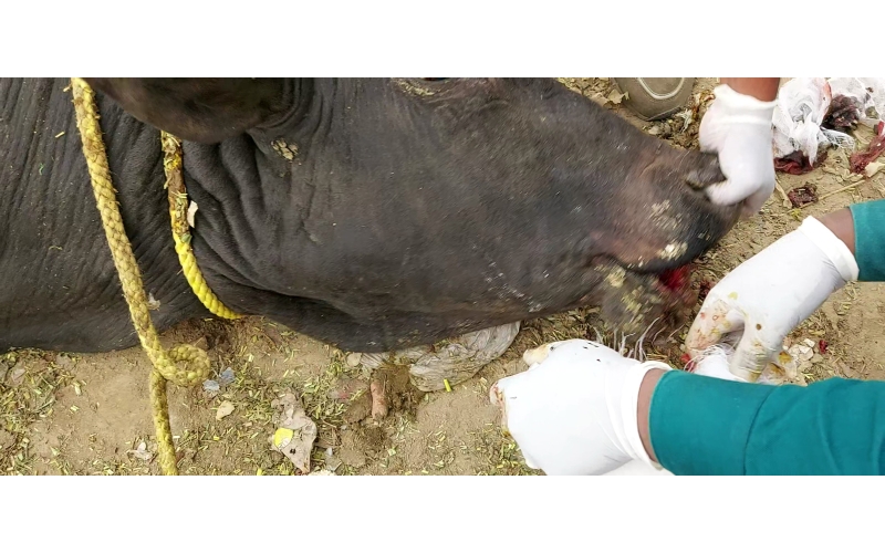Nandi baba mouth maggots wounds Nandi baba mouth maggots wounds