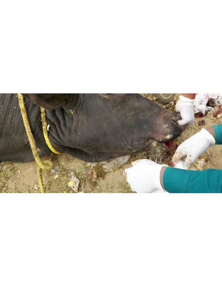 Nandi baba mouth maggots wounds