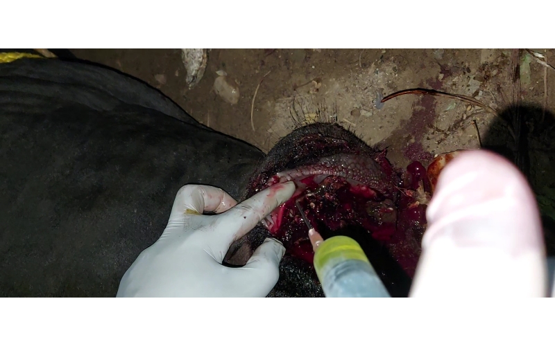Nandi baba mouth maggots wounds Nandi baba mouth maggots wounds