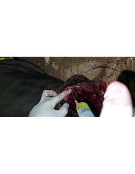 Nandi baba mouth maggots wounds